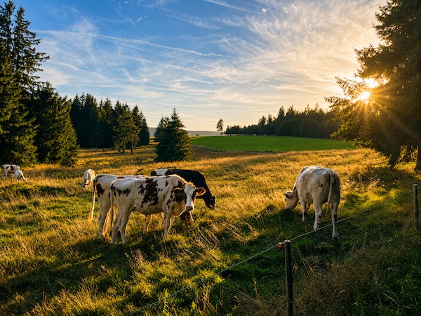 Wandern durch die Natur von Schönwald